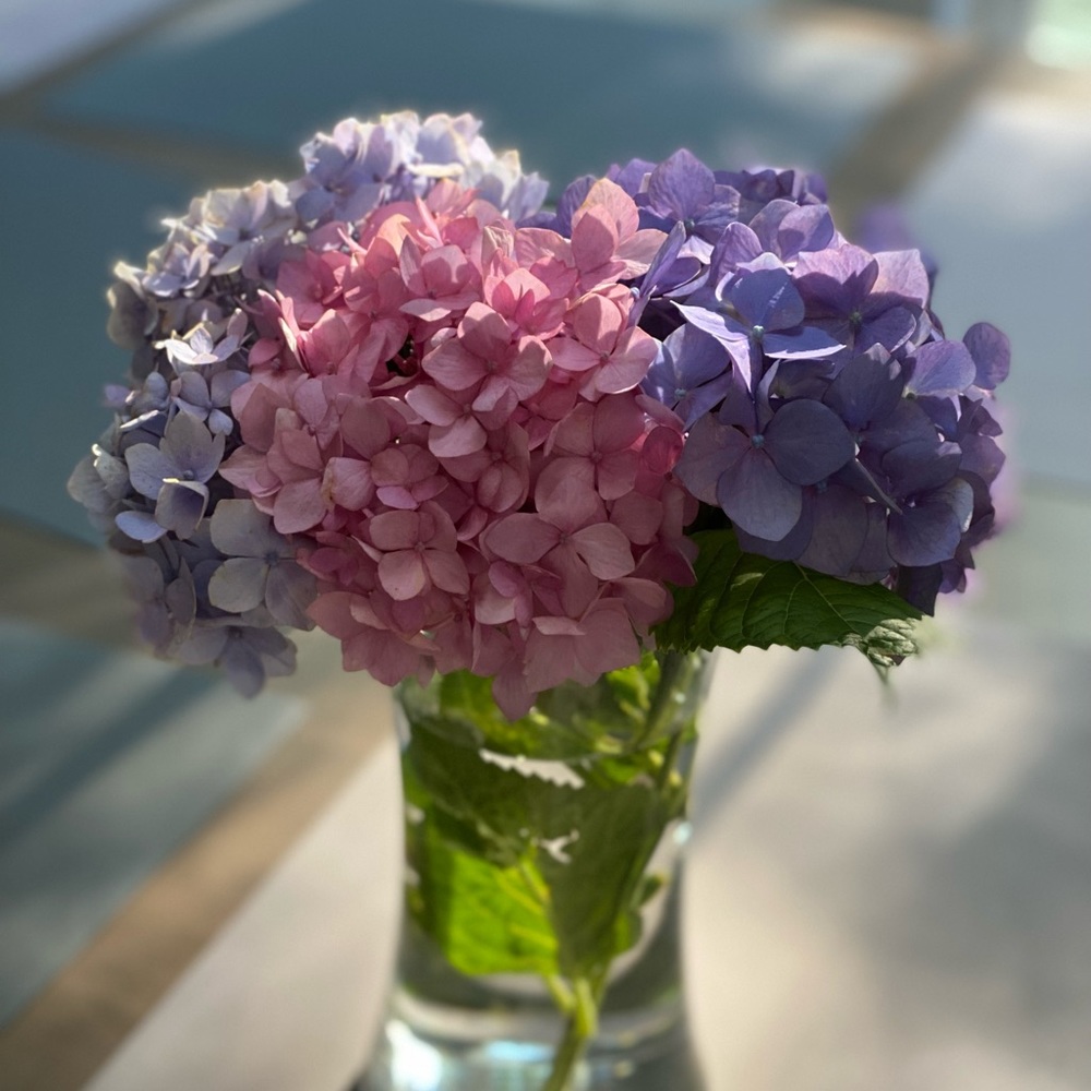 Meet your Posher, Rhea